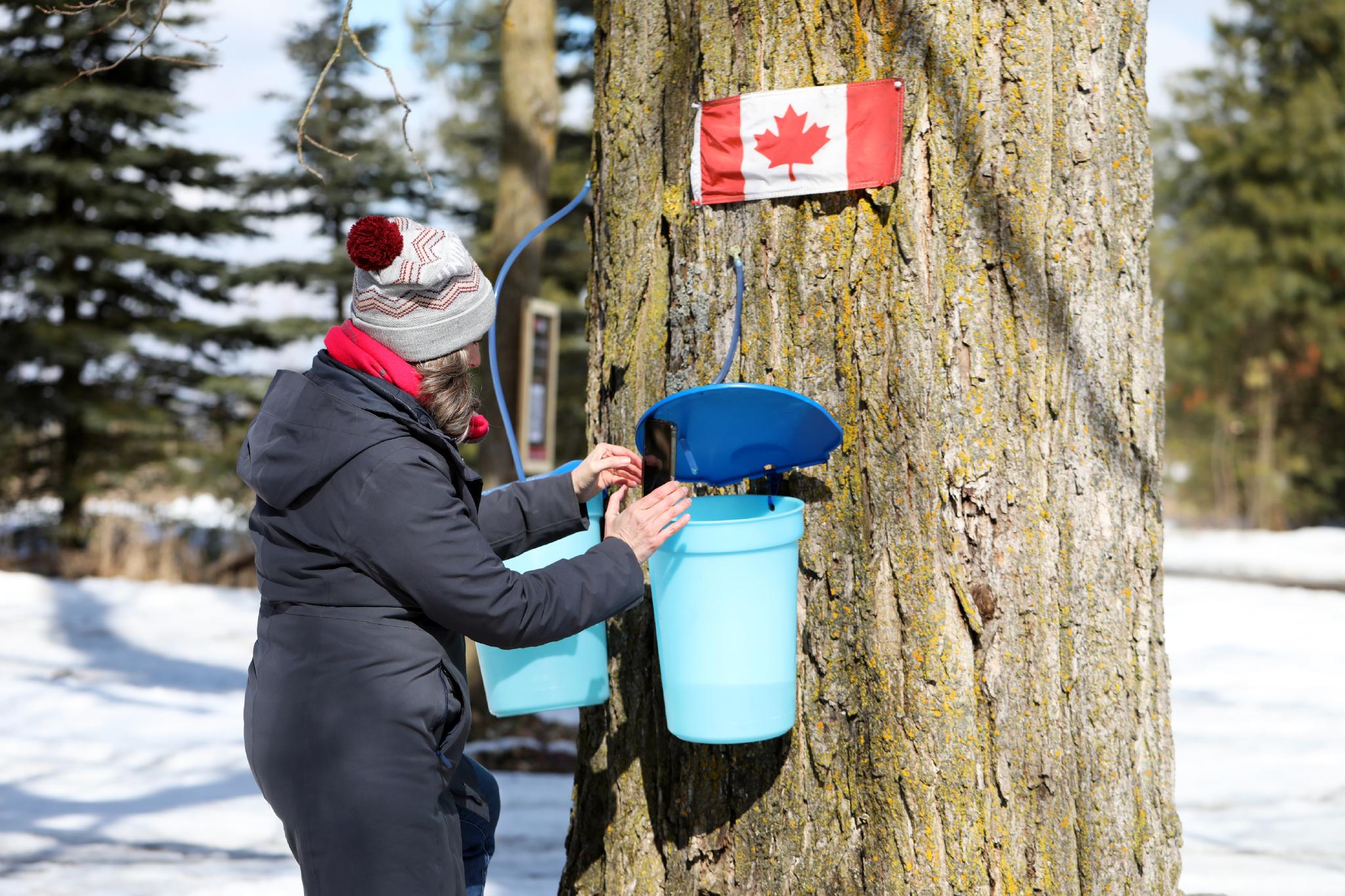 Woman checking a maple sap bucket, Ontario Canada