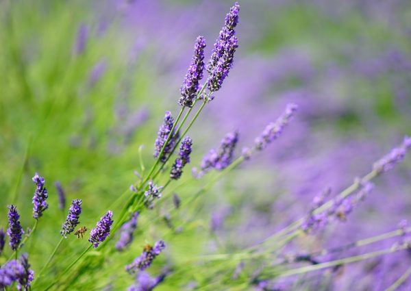 lavender, lavender field, lavender flowers-1595594.jpg
